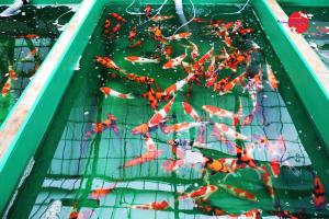 ทริปล่าปลา 2015 ชุดที่ 5 niigata shinoda koi fram